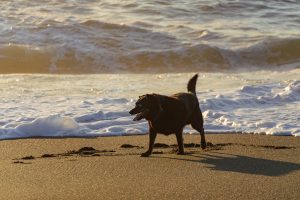 A vibrant dog park bathed in sunlight features abundant greenery with mature trees, offering ample shade for leisurely outdoor activities. In the distance is a well-equipped playground that presents an additional activity area. An inviting picnic table spreads out nearby, ideal for enjoying meals al fresco or taking relaxing breaks from play. A neatly-placed trash bin aids in maintaining the park's cleanliness for everyone's enjoyment. Dominating the scene is a generously wide dirt path gracefully curving through the expanse of grass, promising exploratory walks and lively fetch games.