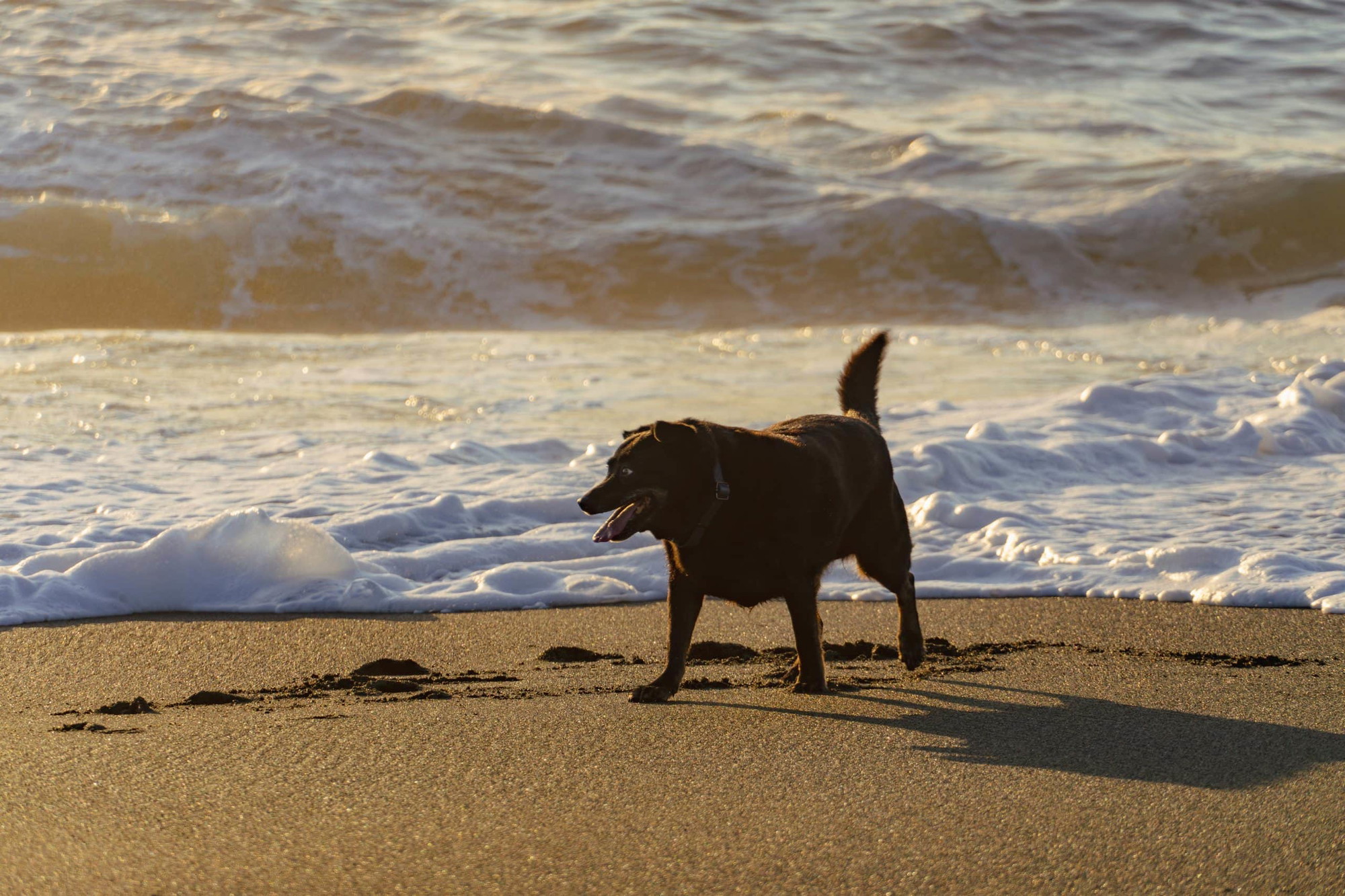 A vibrant dog park bathed in sunlight features abundant greenery with mature trees, offering ample shade for leisurely outdoor activities. In the distance is a well-equipped playground that presents an additional activity area. An inviting picnic table spreads out nearby, ideal for enjoying meals al fresco or taking relaxing breaks from play. A neatly-placed trash bin aids in maintaining the park's cleanliness for everyone's enjoyment. Dominating the scene is a generously wide dirt path gracefully curving through the expanse of grass, promising exploratory walks and lively fetch games.