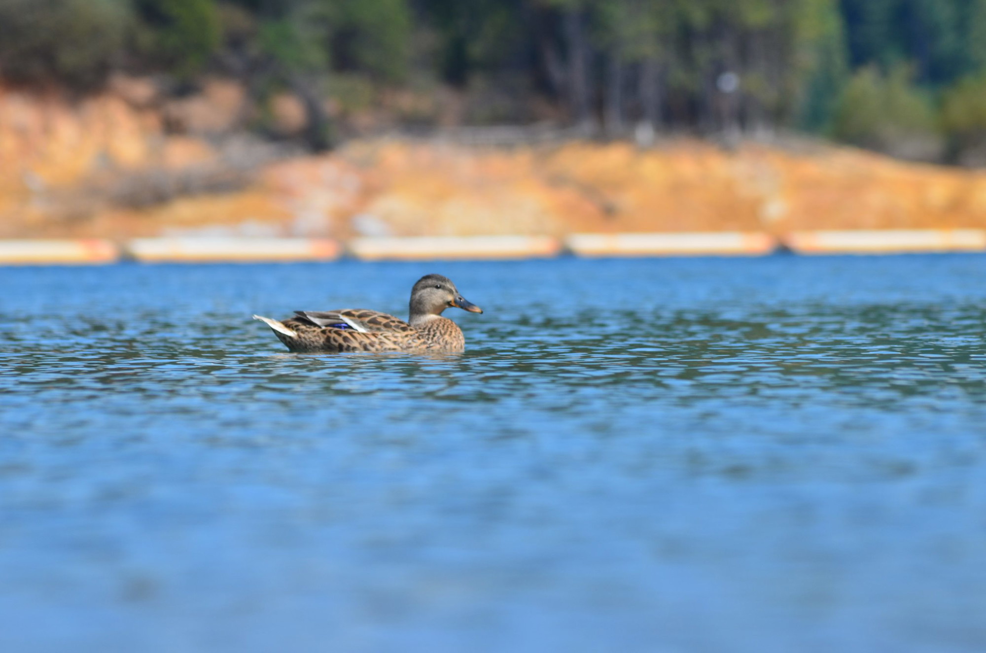 A vibrant dog park bathed in sunlight features abundant greenery with mature trees, offering ample shade for leisurely outdoor activities. In the distance is a well-equipped playground that presents an additional activity area. An inviting picnic table spreads out nearby, ideal for enjoying meals al fresco or taking relaxing breaks from play. A neatly-placed trash bin aids in maintaining the park's cleanliness for everyone's enjoyment. Dominating the scene is a generously wide dirt path gracefully curving through the expanse of grass, promising exploratory walks and lively fetch games.