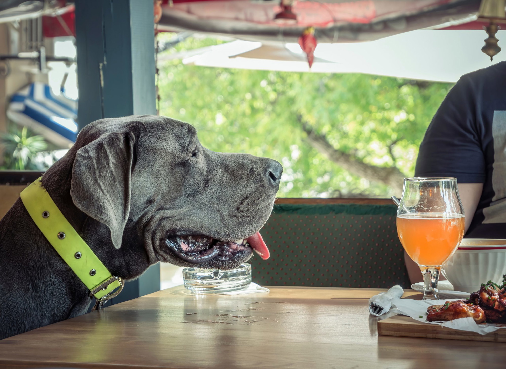 A vibrant dog park bathed in sunlight features abundant greenery with mature trees, offering ample shade for leisurely outdoor activities. In the distance is a well-equipped playground that presents an additional activity area. An inviting picnic table spreads out nearby, ideal for enjoying meals al fresco or taking relaxing breaks from play. A neatly-placed trash bin aids in maintaining the park's cleanliness for everyone's enjoyment. Dominating the scene is a generously wide dirt path gracefully curving through the expanse of grass, promising exploratory walks and lively fetch games.