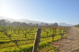 A vibrant dog park bathed in sunlight features abundant greenery with mature trees, offering ample shade for leisurely outdoor activities. In the distance is a well-equipped playground that presents an additional activity area. An inviting picnic table spreads out nearby, ideal for enjoying meals al fresco or taking relaxing breaks from play. A neatly-placed trash bin aids in maintaining the park's cleanliness for everyone's enjoyment. Dominating the scene is a generously wide dirt path gracefully curving through the expanse of grass, promising exploratory walks and lively fetch games.
