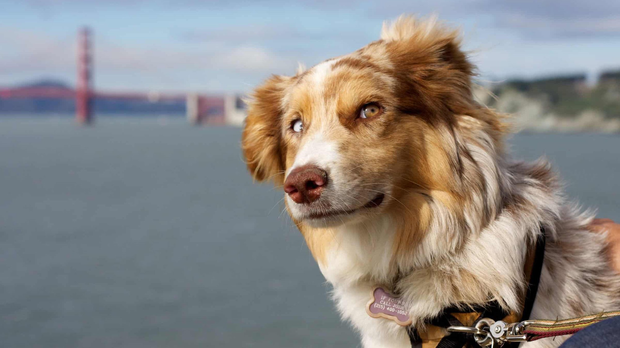 Brown and white dog with light eyes in a harness stands by the water, Golden Gate Bridge visible in the background.