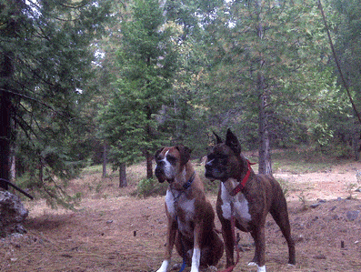 A vibrant dog park bathed in sunlight features abundant greenery with mature trees, offering ample shade for leisurely outdoor activities. In the distance is a well-equipped playground that presents an additional activity area. An inviting picnic table spreads out nearby, ideal for enjoying meals al fresco or taking relaxing breaks from play. A neatly-placed trash bin aids in maintaining the park's cleanliness for everyone's enjoyment. Dominating the scene is a generously wide dirt path gracefully curving through the expanse of grass, promising exploratory walks and lively fetch games.