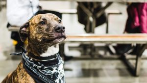 A vibrant dog park bathed in sunlight features abundant greenery with mature trees, offering ample shade for leisurely outdoor activities. In the distance is a well-equipped playground that presents an additional activity area. An inviting picnic table spreads out nearby, ideal for enjoying meals al fresco or taking relaxing breaks from play. A neatly-placed trash bin aids in maintaining the park's cleanliness for everyone's enjoyment. Dominating the scene is a generously wide dirt path gracefully curving through the expanse of grass, promising exploratory walks and lively fetch games.