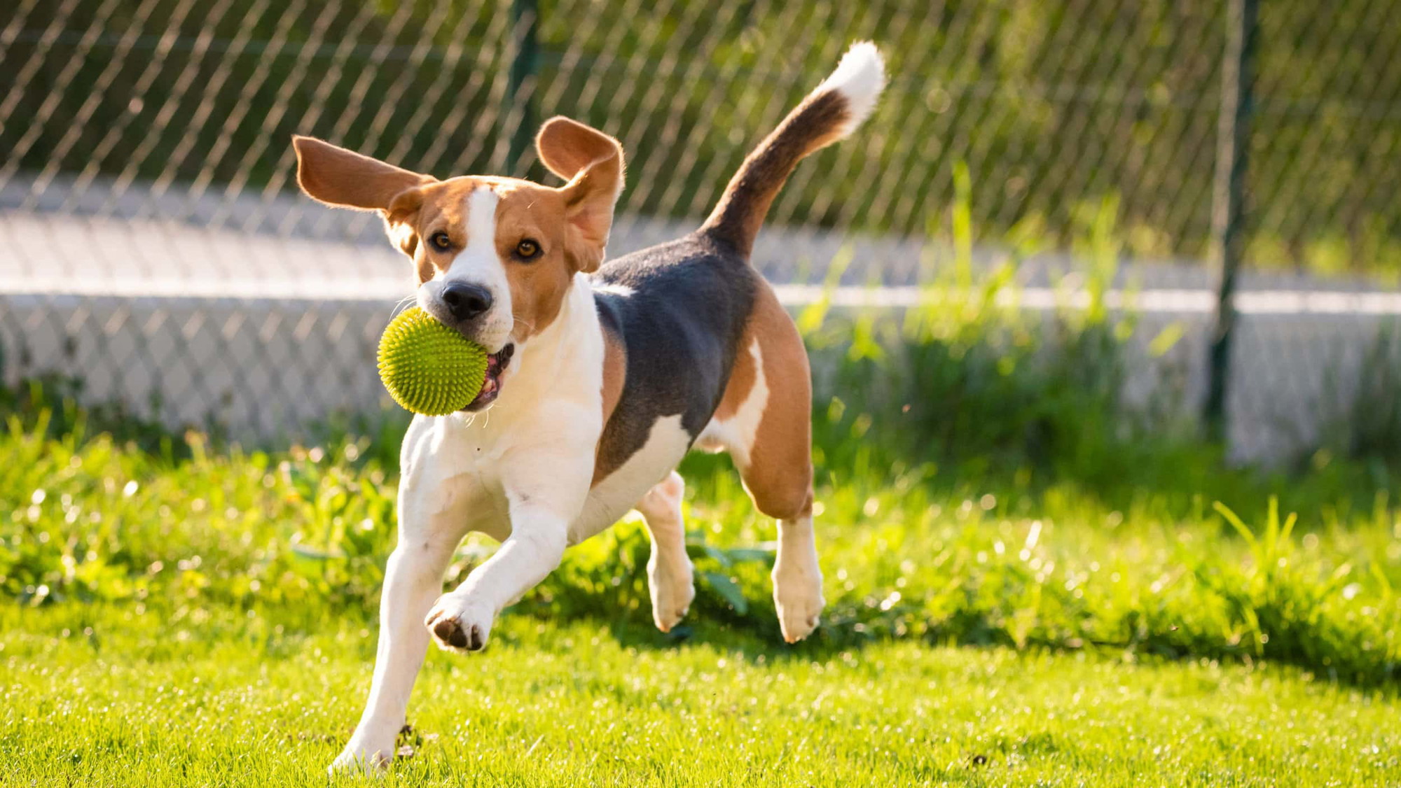 A vibrant dog park bathed in sunlight features abundant greenery with mature trees, offering ample shade for leisurely outdoor activities. In the distance is a well-equipped playground that presents an additional activity area. An inviting picnic table spreads out nearby, ideal for enjoying meals al fresco or taking relaxing breaks from play. A neatly-placed trash bin aids in maintaining the park's cleanliness for everyone's enjoyment. Dominating the scene is a generously wide dirt path gracefully curving through the expanse of grass, promising exploratory walks and lively fetch games.