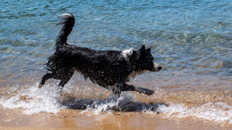Coon Street Dog Beach