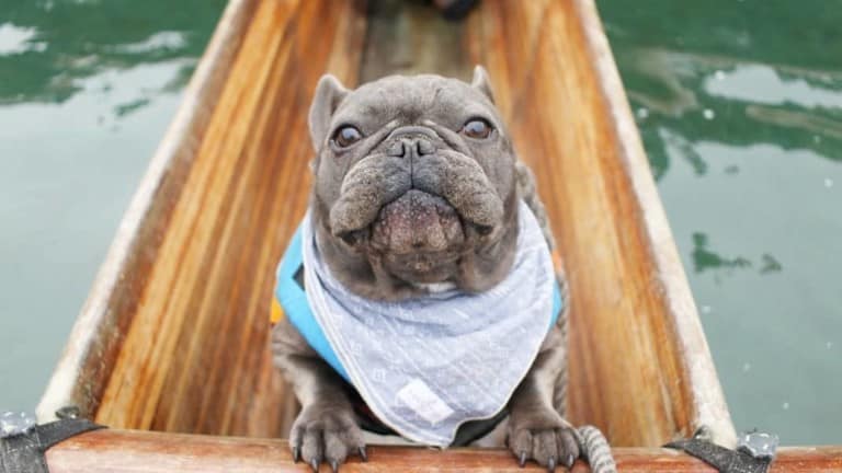 Catch A Canoe & Bicycles Too