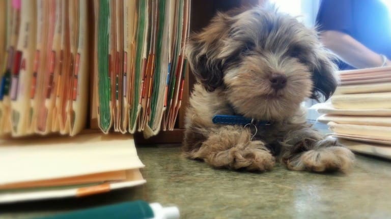 Muller Veterinary Hospital