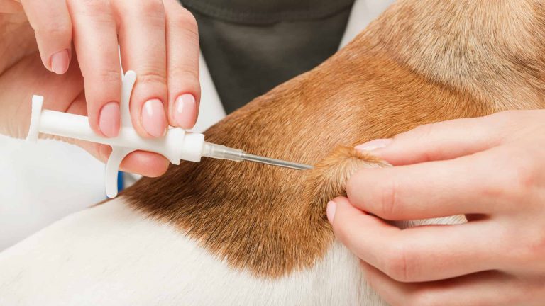 Lake County Animal Care & Control