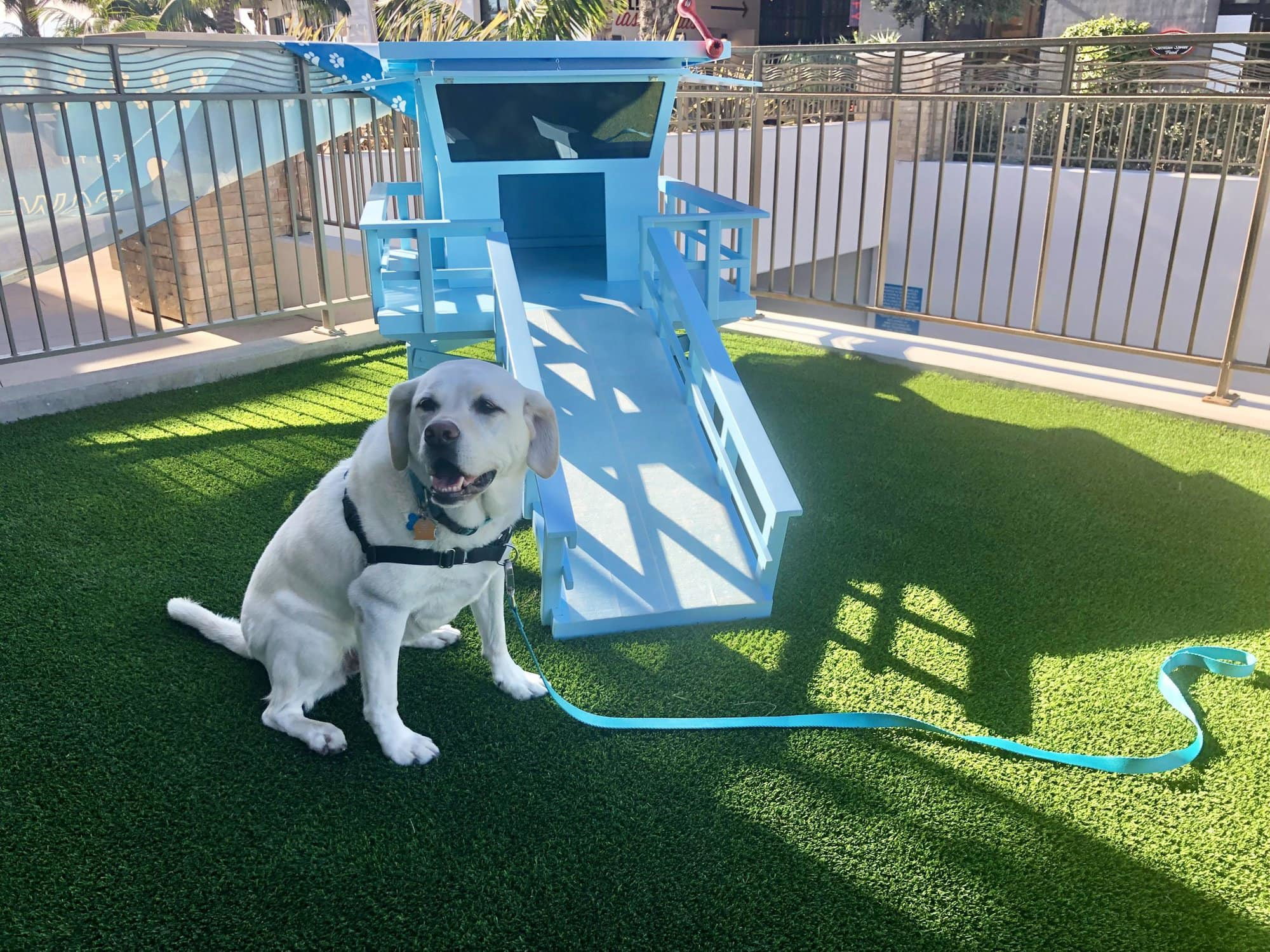 Maya at the Paw-séa private dog park for guests of Paséa Hotel & Spa in Huntington Beach. Photo by Dave Kendrick.