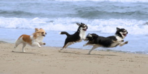 A vibrant dog park bathed in sunlight features abundant greenery with mature trees, offering ample shade for leisurely outdoor activities. In the distance is a well-equipped playground that presents an additional activity area. An inviting picnic table spreads out nearby, ideal for enjoying meals al fresco or taking relaxing breaks from play. A neatly-placed trash bin aids in maintaining the park's cleanliness for everyone's enjoyment. Dominating the scene is a generously wide dirt path gracefully curving through the expanse of grass, promising exploratory walks and lively fetch games.