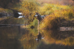 A vibrant dog park bathed in sunlight features abundant greenery with mature trees, offering ample shade for leisurely outdoor activities. In the distance is a well-equipped playground that presents an additional activity area. An inviting picnic table spreads out nearby, ideal for enjoying meals al fresco or taking relaxing breaks from play. A neatly-placed trash bin aids in maintaining the park's cleanliness for everyone's enjoyment. Dominating the scene is a generously wide dirt path gracefully curving through the expanse of grass, promising exploratory walks and lively fetch games.