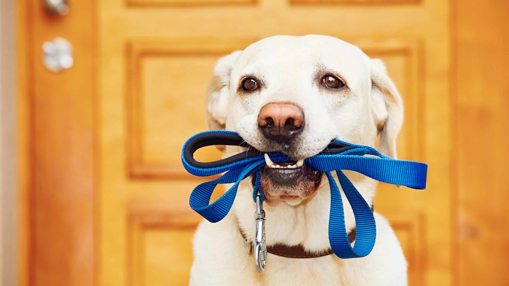 A vibrant dog park bathed in sunlight features abundant greenery with mature trees, offering ample shade for leisurely outdoor activities. In the distance is a well-equipped playground that presents an additional activity area. An inviting picnic table spreads out nearby, ideal for enjoying meals al fresco or taking relaxing breaks from play. A neatly-placed trash bin aids in maintaining the park's cleanliness for everyone's enjoyment. Dominating the scene is a generously wide dirt path gracefully curving through the expanse of grass, promising exploratory walks and lively fetch games.