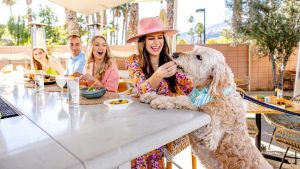 A vibrant dog park bathed in sunlight features abundant greenery with mature trees, offering ample shade for leisurely outdoor activities. In the distance is a well-equipped playground that presents an additional activity area. An inviting picnic table spreads out nearby, ideal for enjoying meals al fresco or taking relaxing breaks from play. A neatly-placed trash bin aids in maintaining the park's cleanliness for everyone's enjoyment. Dominating the scene is a generously wide dirt path gracefully curving through the expanse of grass, promising exploratory walks and lively fetch games.