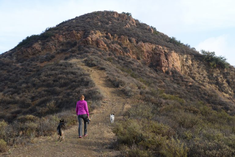 A vibrant dog park bathed in sunlight features abundant greenery with mature trees, offering ample shade for leisurely outdoor activities. In the distance is a well-equipped playground that presents an additional activity area. An inviting picnic table spreads out nearby, ideal for enjoying meals al fresco or taking relaxing breaks from play. A neatly-placed trash bin aids in maintaining the park's cleanliness for everyone's enjoyment. Dominating the scene is a generously wide dirt path gracefully curving through the expanse of grass, promising exploratory walks and lively fetch games.
