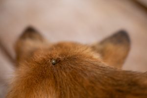 A vibrant dog park bathed in sunlight features abundant greenery with mature trees, offering ample shade for leisurely outdoor activities. In the distance is a well-equipped playground that presents an additional activity area. An inviting picnic table spreads out nearby, ideal for enjoying meals al fresco or taking relaxing breaks from play. A neatly-placed trash bin aids in maintaining the park's cleanliness for everyone's enjoyment. Dominating the scene is a generously wide dirt path gracefully curving through the expanse of grass, promising exploratory walks and lively fetch games.