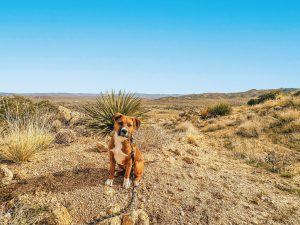 A vibrant dog park bathed in sunlight features abundant greenery with mature trees, offering ample shade for leisurely outdoor activities. In the distance is a well-equipped playground that presents an additional activity area. An inviting picnic table spreads out nearby, ideal for enjoying meals al fresco or taking relaxing breaks from play. A neatly-placed trash bin aids in maintaining the park's cleanliness for everyone's enjoyment. Dominating the scene is a generously wide dirt path gracefully curving through the expanse of grass, promising exploratory walks and lively fetch games.