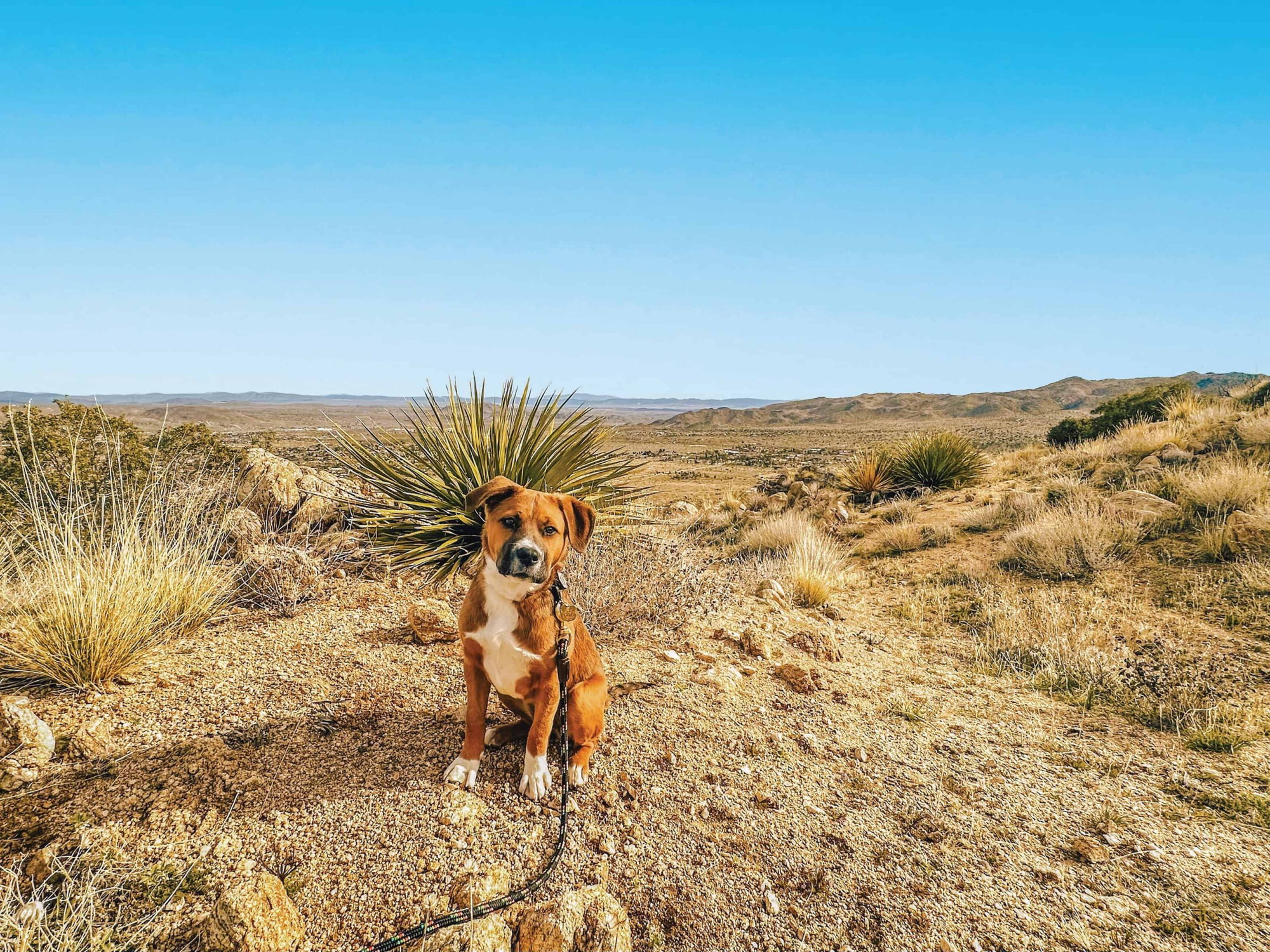 A vibrant dog park bathed in sunlight features abundant greenery with mature trees, offering ample shade for leisurely outdoor activities. In the distance is a well-equipped playground that presents an additional activity area. An inviting picnic table spreads out nearby, ideal for enjoying meals al fresco or taking relaxing breaks from play. A neatly-placed trash bin aids in maintaining the park's cleanliness for everyone's enjoyment. Dominating the scene is a generously wide dirt path gracefully curving through the expanse of grass, promising exploratory walks and lively fetch games.