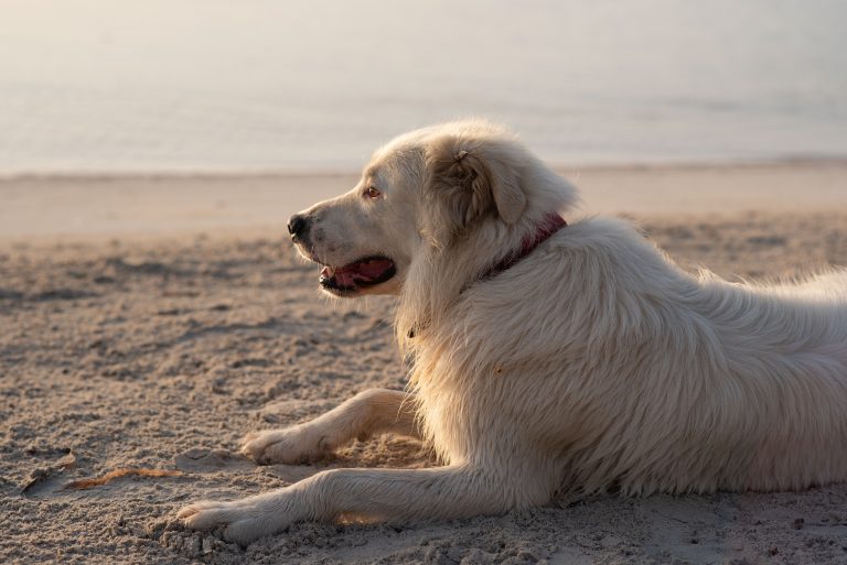 Marin Humane – Lost Dogs