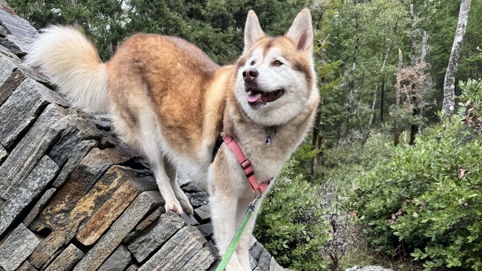 A tan and white dog stands out on a sloped rock formation in Mendocino County. It wears a red harness connected to a green leash, its tongue lolling in evident delight. The surrounding area is full of lush greenery, providing a striking contrast to the dog's light-colored coat and creating a memorable scene for anyone exploring this picturesque natural setting with their pet.