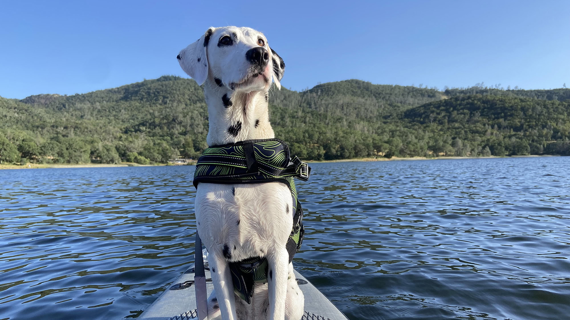 A vibrant dog park bathed in sunlight features abundant greenery with mature trees, offering ample shade for leisurely outdoor activities. In the distance is a well-equipped playground that presents an additional activity area. An inviting picnic table spreads out nearby, ideal for enjoying meals al fresco or taking relaxing breaks from play. A neatly-placed trash bin aids in maintaining the park's cleanliness for everyone's enjoyment. Dominating the scene is a generously wide dirt path gracefully curving through the expanse of grass, promising exploratory walks and lively fetch games.