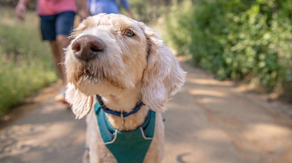 A vibrant dog park bathed in sunlight features abundant greenery with mature trees, offering ample shade for leisurely outdoor activities. In the distance is a well-equipped playground that presents an additional activity area. An inviting picnic table spreads out nearby, ideal for enjoying meals al fresco or taking relaxing breaks from play. A neatly-placed trash bin aids in maintaining the park's cleanliness for everyone's enjoyment. Dominating the scene is a generously wide dirt path gracefully curving through the expanse of grass, promising exploratory walks and lively fetch games.
