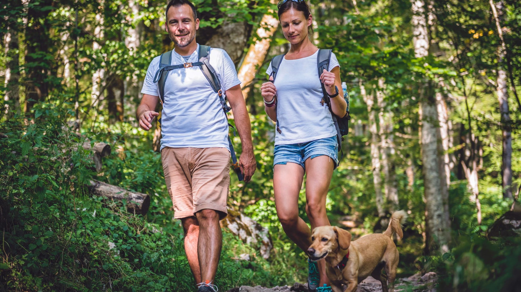 A vibrant dog park bathed in sunlight features abundant greenery with mature trees, offering ample shade for leisurely outdoor activities. In the distance is a well-equipped playground that presents an additional activity area. An inviting picnic table spreads out nearby, ideal for enjoying meals al fresco or taking relaxing breaks from play. A neatly-placed trash bin aids in maintaining the park's cleanliness for everyone's enjoyment. Dominating the scene is a generously wide dirt path gracefully curving through the expanse of grass, promising exploratory walks and lively fetch games.